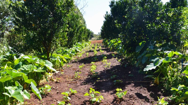 Petrobras participará de programa de incentivo a florestas produtivas