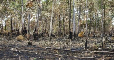 Ano de 2025 é quinto com maior área atingida por queimadas até agosto