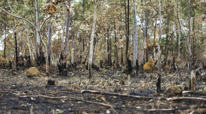 Ano de 2025 é quinto com maior área atingida por queimadas até agosto