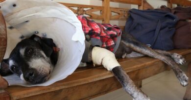 Câmara aprova projeto que tipifica exercício ilegal da veterinária