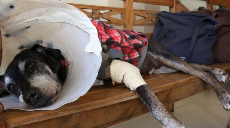 Câmara aprova projeto que tipifica exercício ilegal da veterinária