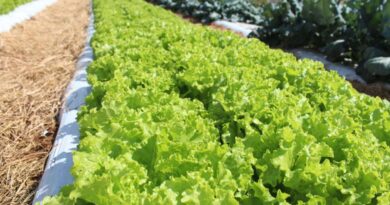 Crise climática ameaça cultivo de alface em campo aberto, diz Embrapa