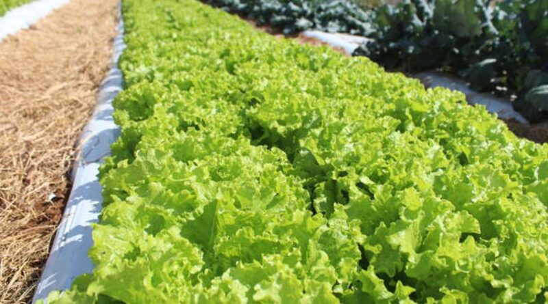 Crise climática ameaça cultivo de alface em campo aberto, diz Embrapa