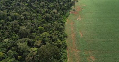 Estados e DF devem padronizar Autorização de Supressão de Vegetação