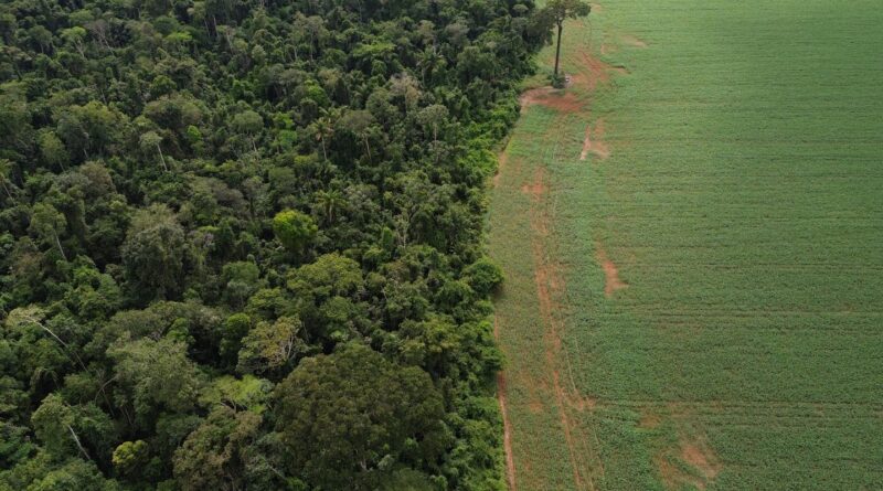 Estados e DF devem padronizar Autorização de Supressão de Vegetação
