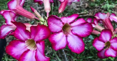 Hoje é Dia: início da primavera e datas ligadas à saúde são destaques