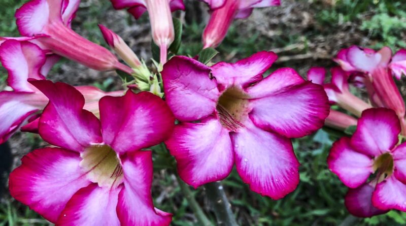 Hoje é Dia: início da primavera e datas ligadas à saúde são destaques
