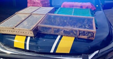 Homem é preso com mais de 1 mil aves silvestres no RJ; 180 morreram