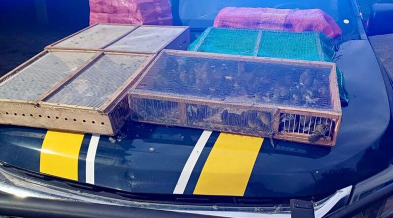 Homem é preso com mais de 1 mil aves silvestres no RJ; 180 morreram