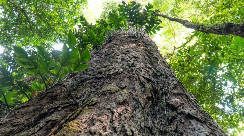 Mudança climática: gigantes da Amazônia podem ajudar cientistas