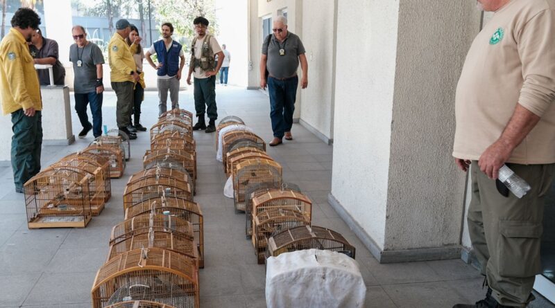 Operação no RJ resgata 700 animais silvestres e prende 45 pessoas