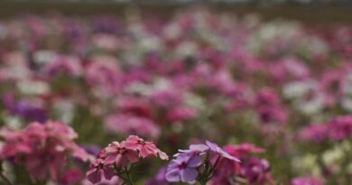 Primavera começa com chegada de frente fria, temporais e fortes ventos