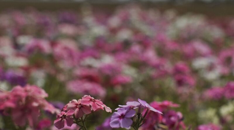Primavera começa com chegada de frente fria, temporais e fortes ventos