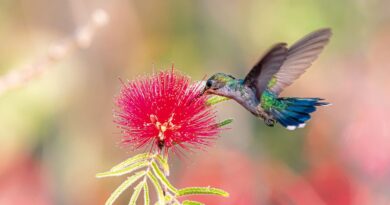 Primavera começa com ondas de calor e baixa umidade no país