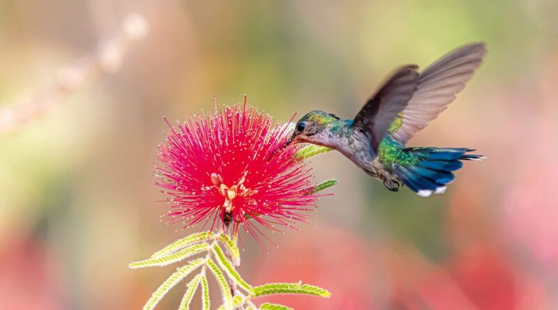Primavera começa com ondas de calor e baixa umidade no país