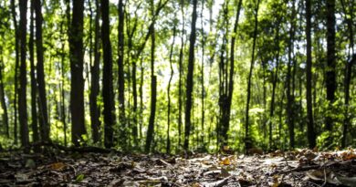 Produção florestal do país cresce 16,7% e chega a R$ 44,3 bi em 2024