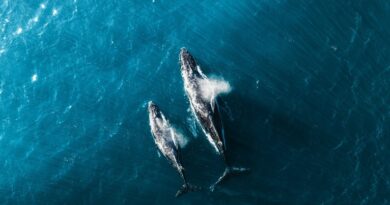 Repórter Eco destaca encontro de bióloga com baleia-jubarte em Big Island, no Havaí