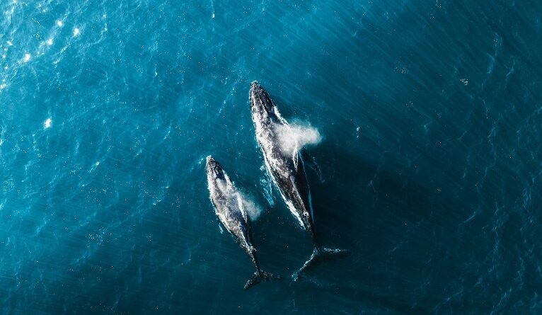 Repórter Eco destaca encontro de bióloga com baleia-jubarte em Big Island, no Havaí