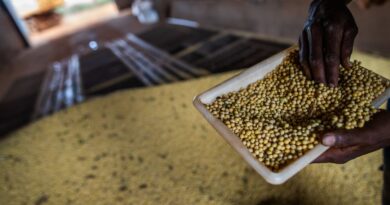 Sorriso, no MT, tem maior PIB agrícola do país; veja o ranking