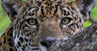 TV Cultura estreia a série ‘Rastro dos Bichos’, sobre animais em extinção