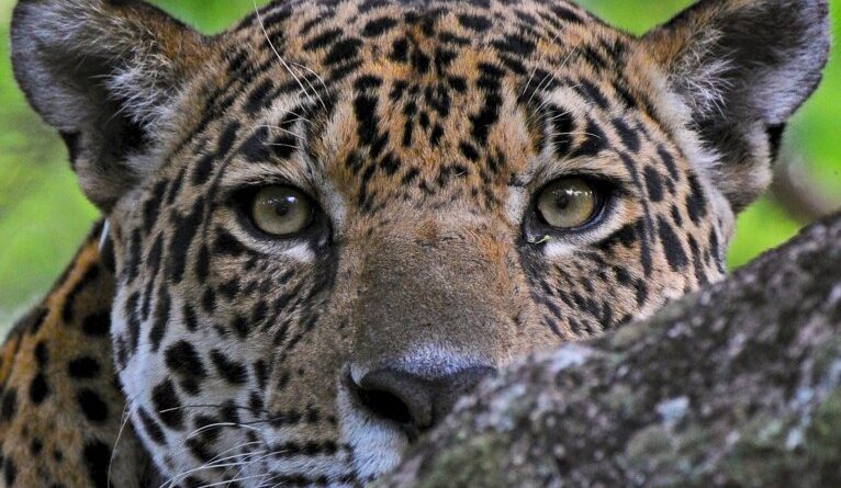 TV Cultura estreia a série ‘Rastro dos Bichos’, sobre animais em extinção