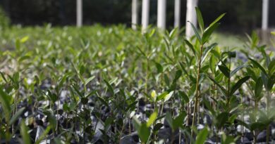 UFRJ propõe "Re-Amazonizar o Brasil" no Festival do Conhecimento 2025