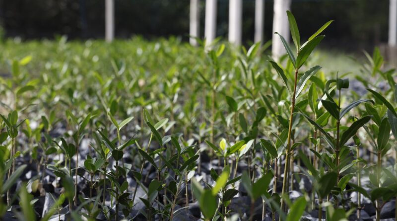 UFRJ propõe "Re-Amazonizar o Brasil" no Festival do Conhecimento 2025