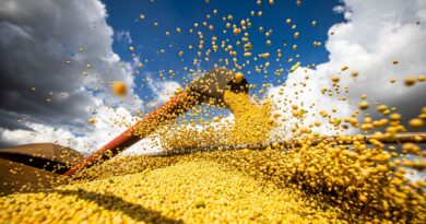 Valor da produção agrícola brasileira recua 3,9% em 2024, mostra IBGE