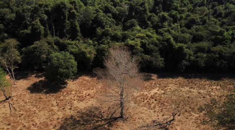 Brasil pode suprir demanda por bioenergia sem desmatar, aponta estudo