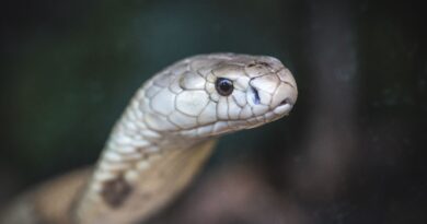 Estudo prevê substituição de roedor em testes antiveneno de serpentes