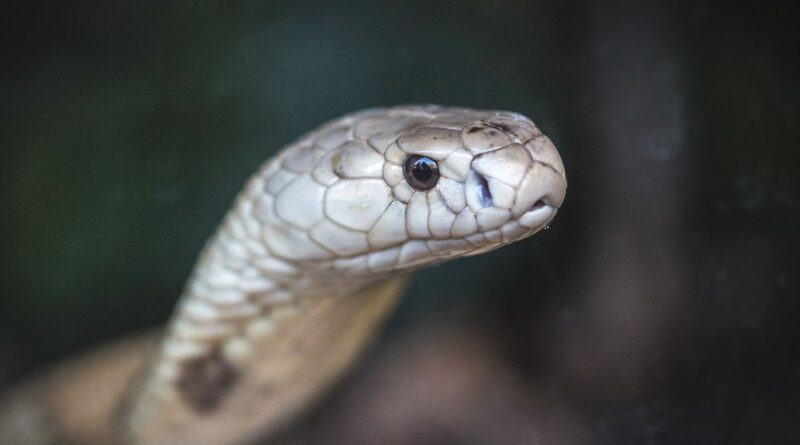 Estudo prevê substituição de roedor em testes antiveneno de serpentes