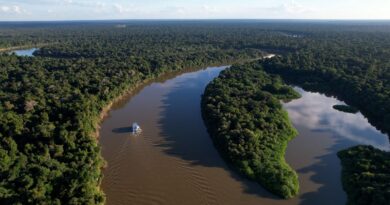 Extrativismo sustentável na Amazônia é tema do Caminhos da Reportagem