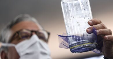 Fábrica de mosquitos oferece tecnologias para redução da dengue