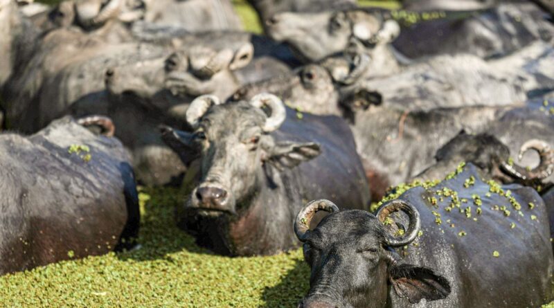 Fazendeiro planeja criar “universidade do búfalo” na Ilha de Marajó
