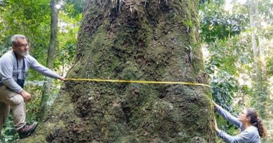 Jequitibá-rosa com cerca de 500 anos é localizado em parque no Rio