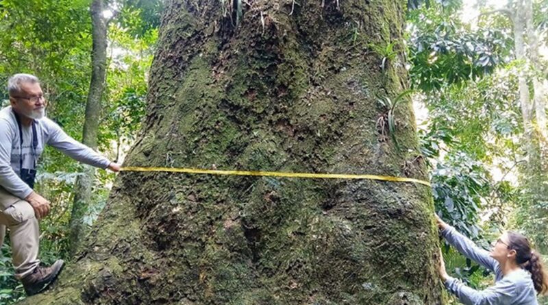 Jequitibá-rosa com cerca de 500 anos é localizado em parque no Rio