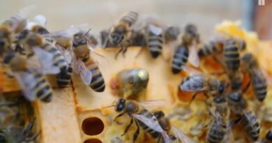 O que é apicultura? Veja explicação de Osório, do Quintal da Cultura