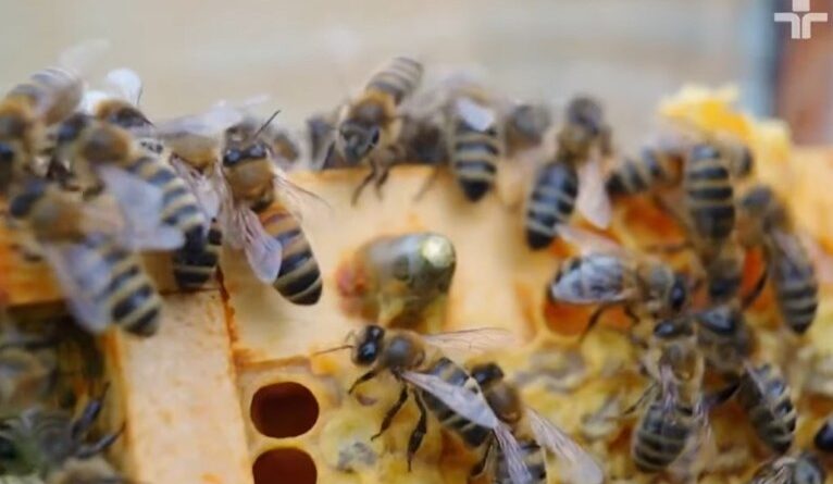 O que é apicultura? Veja explicação de Osório, do Quintal da Cultura