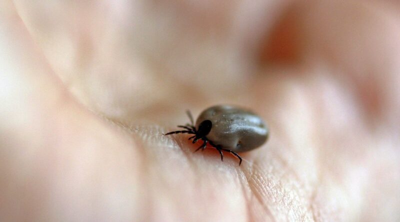 Parque no interior de SP é interditado após mortes por febre maculosa