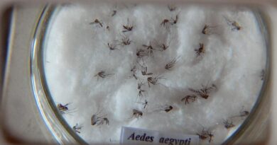 Pesquisa do Butantan padroniza nomenclatura de vírus da dengue