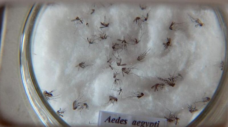 Pesquisa do Butantan padroniza nomenclatura de vírus da dengue