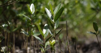 Programa Restaura Amazônia aprova 17 projetos em assentamentos