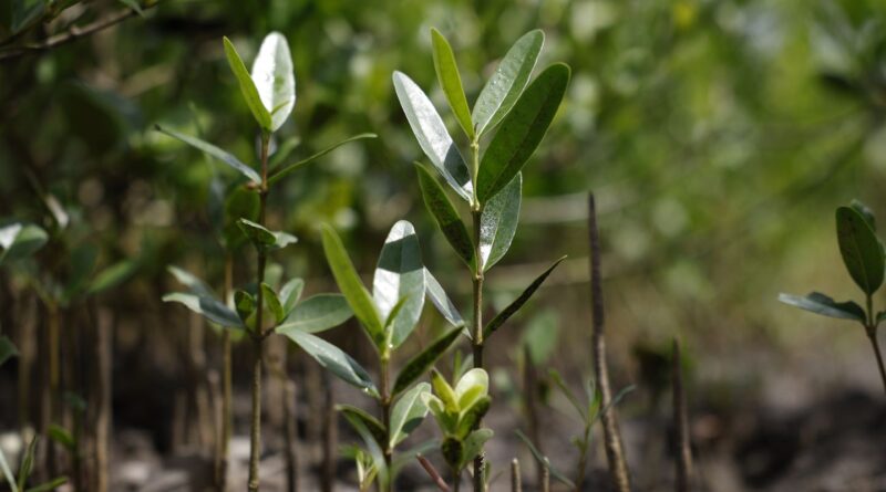 Programa Restaura Amazônia aprova 17 projetos em assentamentos