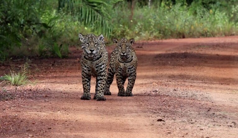 Repórter Eco alerta para os impactos das mudanças climáticas nas grandes cidades