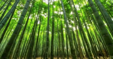 Repórter Eco mostra como crianças estão plantando o futuro sustentável