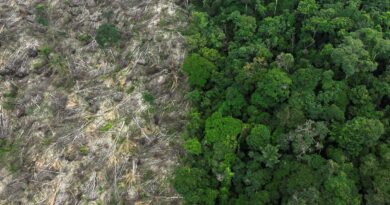 Restauro florestal pode render US$ 100 bi por ano a países tropicais