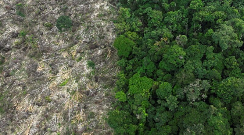 Restauro florestal pode render US$ 100 bi por ano a países tropicais