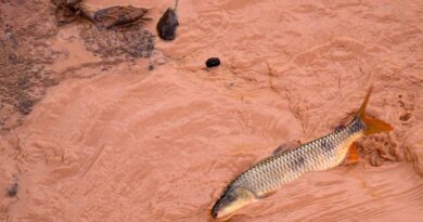Samarco e Vale são multadas em mais de R$ 1,8 bilhão