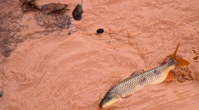 Samarco e Vale são multadas em mais de R$ 1,8 bilhão