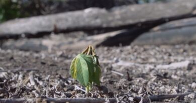 TV Cultura exibe Mostra Ecofalante de Cinema em programação especial dedicada à COP30
